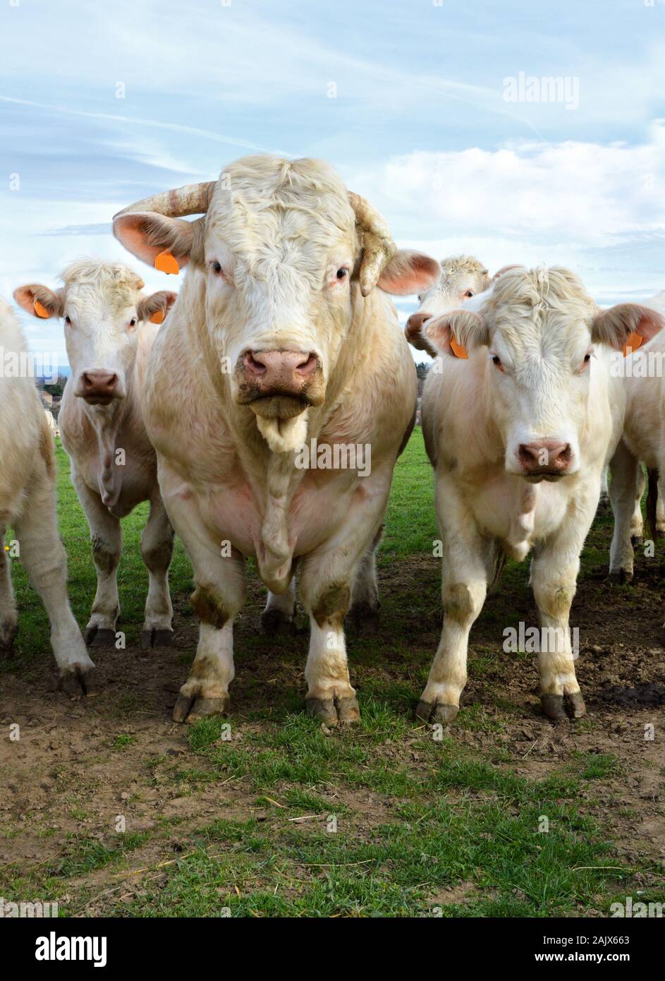 Charolais Kühe mit Stier in einem Feld in der französischen Landschaft Stockfoto