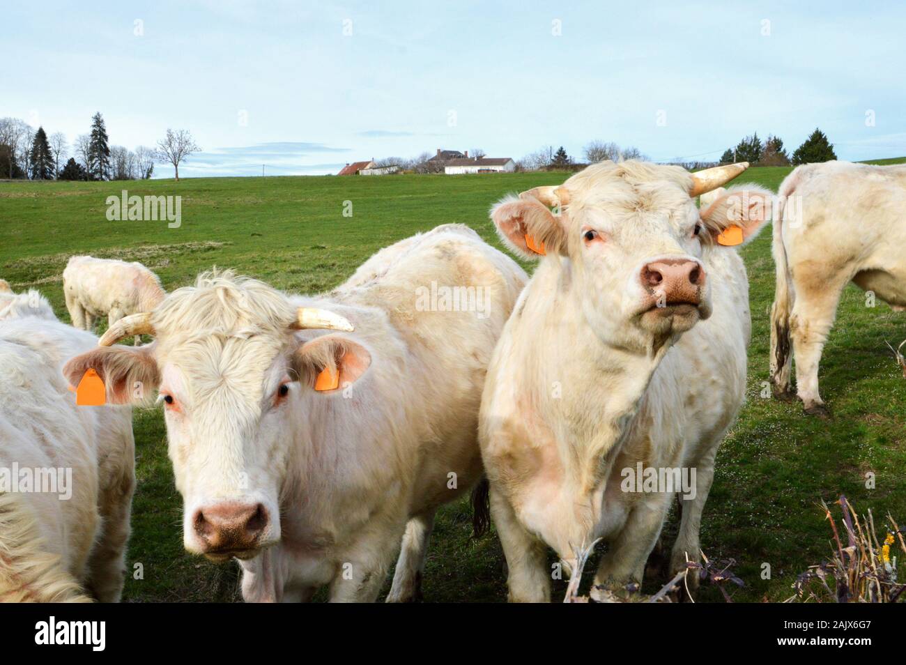 Charolais Kühe in einem Feld in der französischen Landschaft Stockfoto