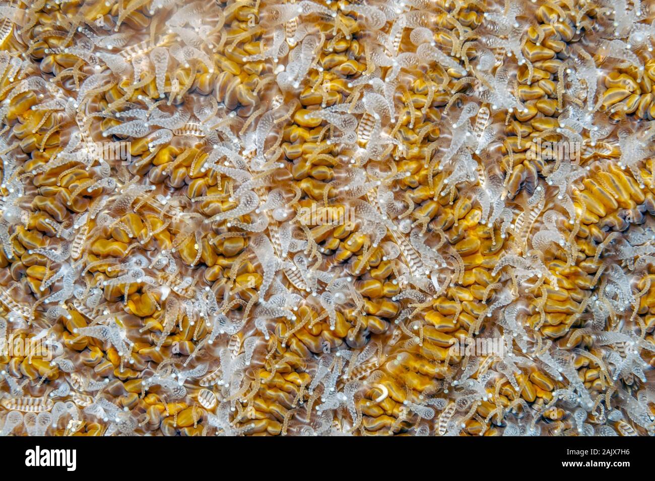 Colpophyllia natans, allgemein bekannt als Boulder brain Coral oder große Rillen brain Coral Stockfoto