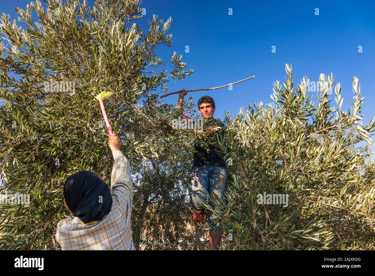 Ernte von Oliven, von der örtlichen Familie, Madaba, Jordanien, mittlerer Osten, Asien Stockfoto