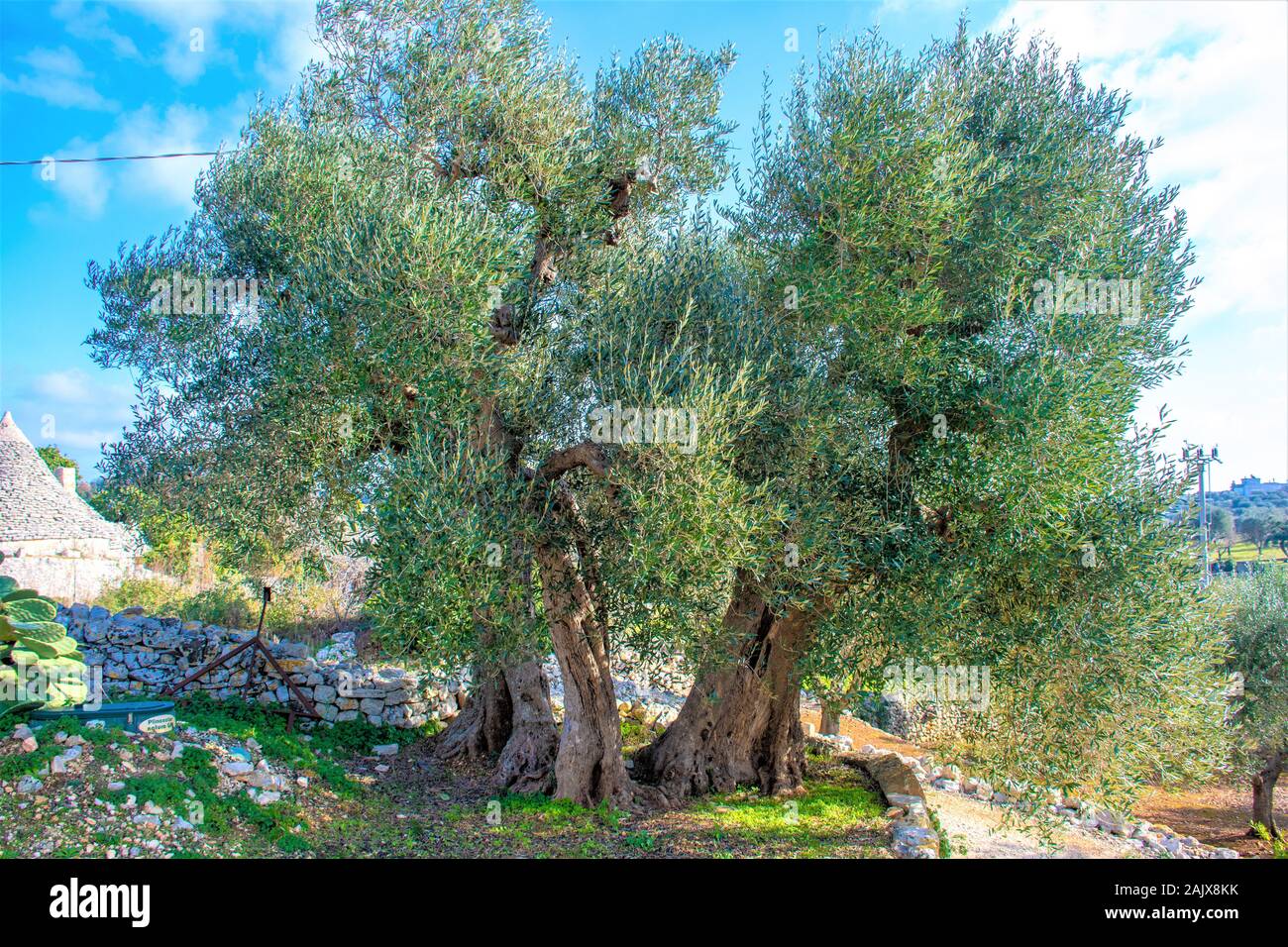 Schönen großen säkularen Olivenbaum in der Landschaft Stockfoto