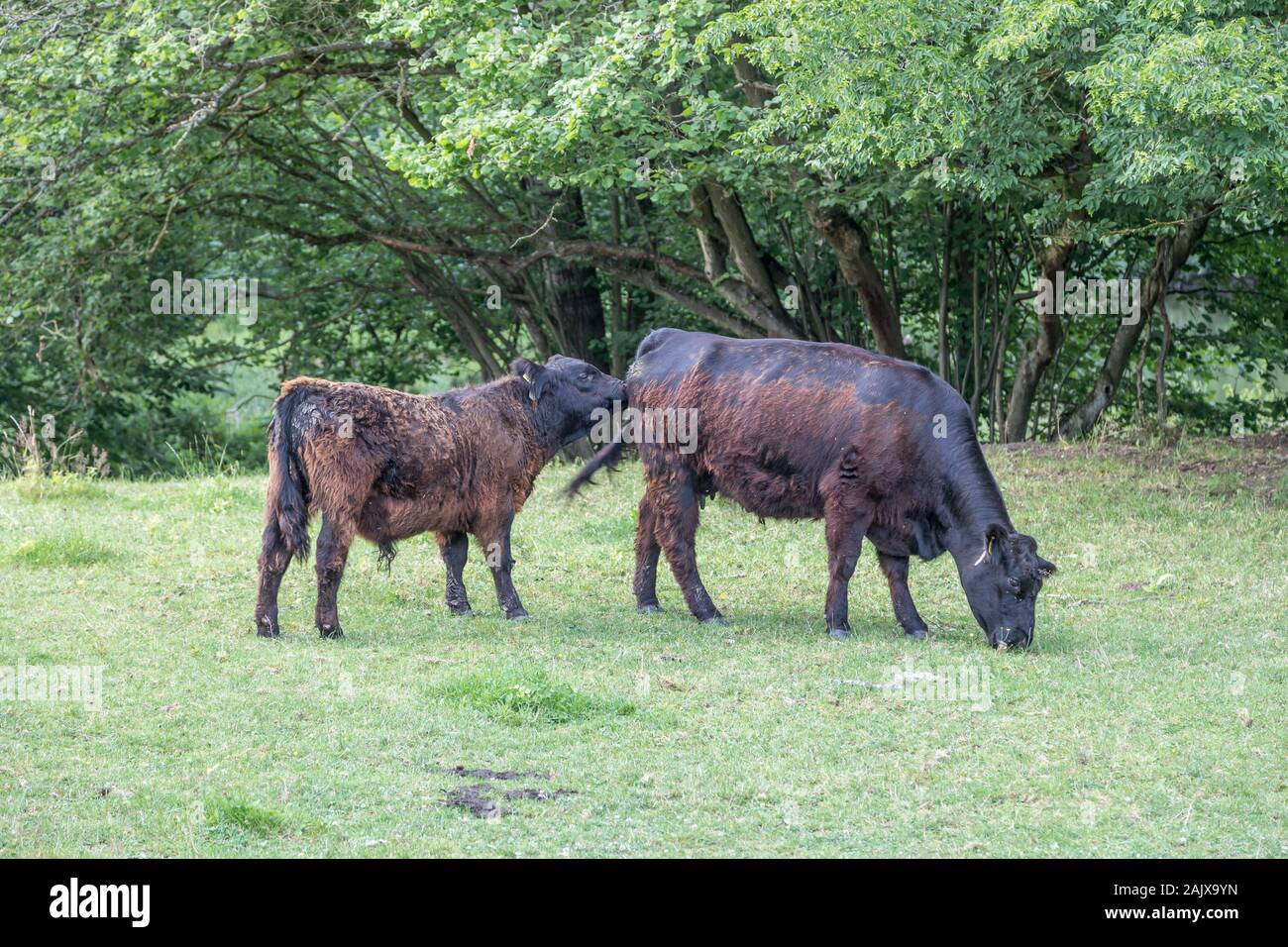 Angus Rinder in einem Naturschutzgebiet Stockfoto