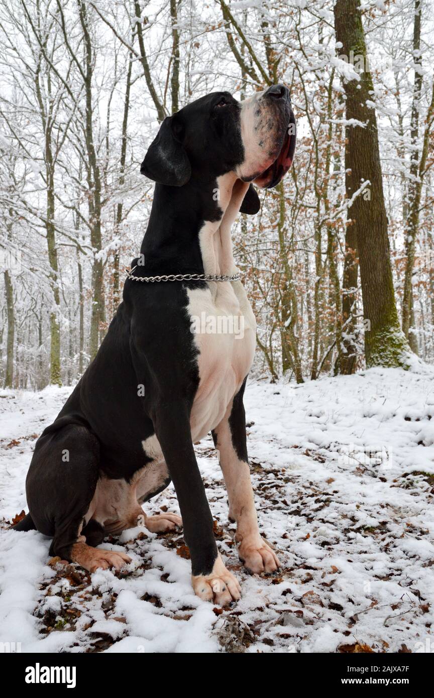 Eine Dogge Hunderasse, die in einem verschneiten Wald sitzen. Stockfoto