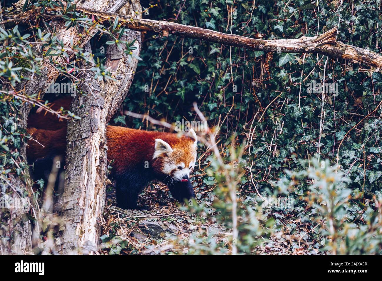 Porträt eines süßen roten Panda. Red Panda auf der Prager Zoo, Tschechien. Red Panda Ailurus fulgens oder in Gefangenschaft, Prager Zoo, Tschechische Republik. Ein s gefährdet Stockfoto