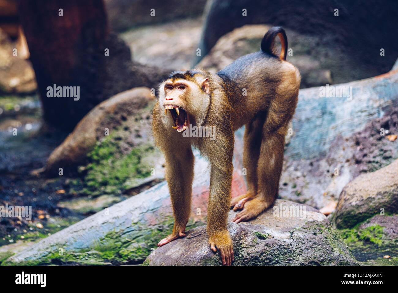 Südliche Schwein-tailed Macaque (sundaland Pigtail macaque oder Sunda Schwein-tailed Macaque), im Zoo, Prag. Die südlichen Schwein-tailed Makaken (Macaca nemestrin Stockfoto