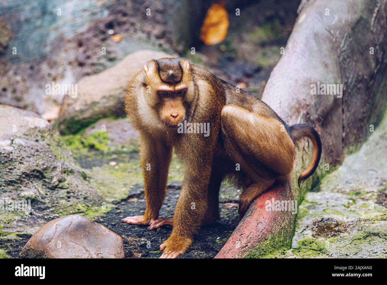 Südliche Schwein-tailed Macaque (sundaland Pigtail macaque oder Sunda Schwein-tailed Macaque), im Zoo, Prag. Die südlichen Schwein-tailed Makaken (Macaca nemestrin Stockfoto