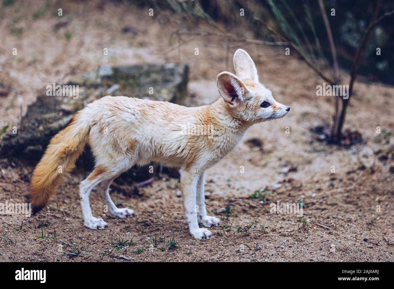 Die fennec Fox, oder Fennec (Vulpes zerda), ist eine kleine dämmerungs Fox in der Sahara in Nordafrika, die Halbinsel Sinai, South West Israel (Arav gefunden Stockfoto