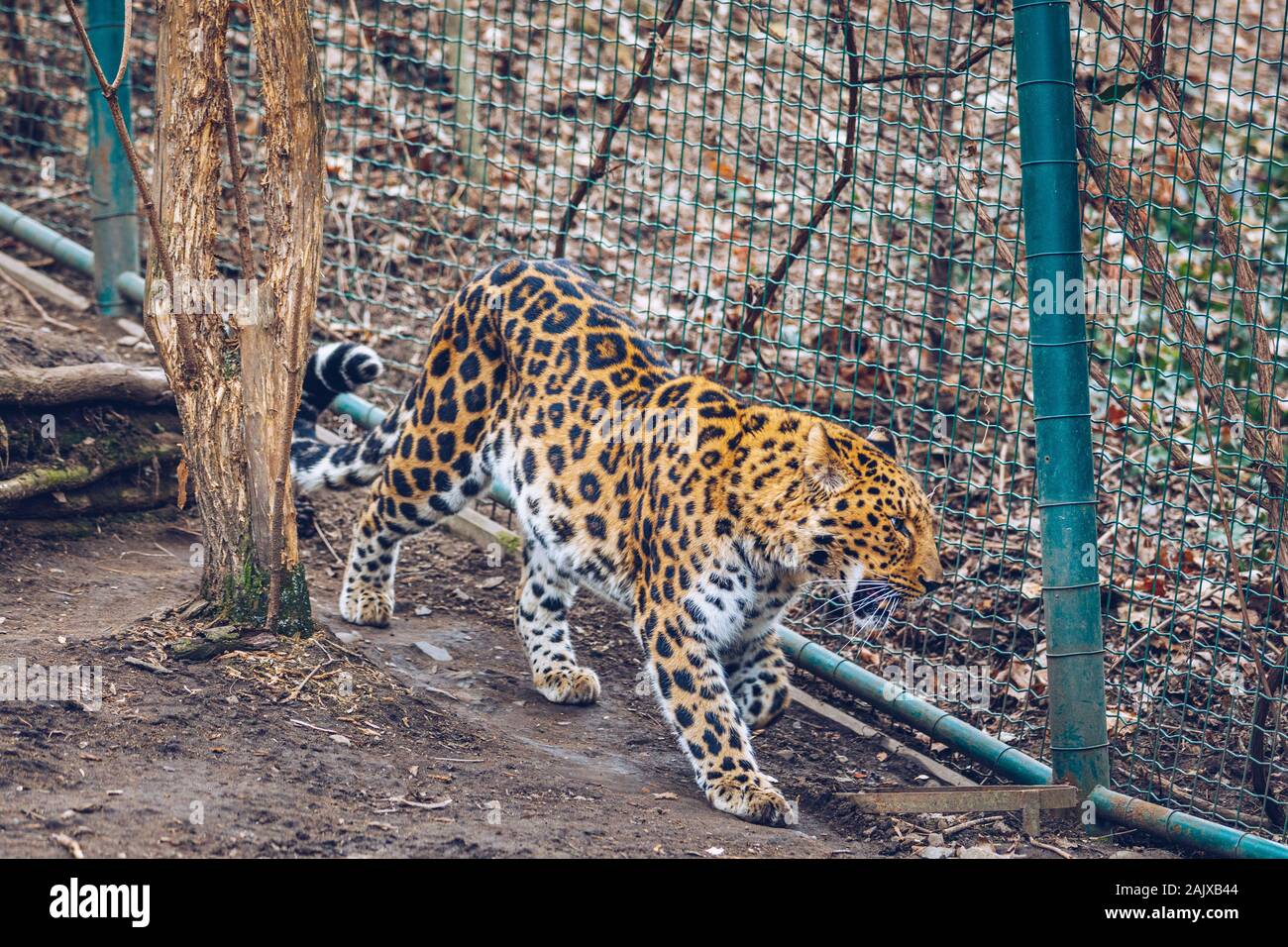 Schöne Leopard laufen auf Natur Hintergrund. Im Zoo. Prag, Tschechische Republik. Leopard in einem Prager Zoo. Stockfoto