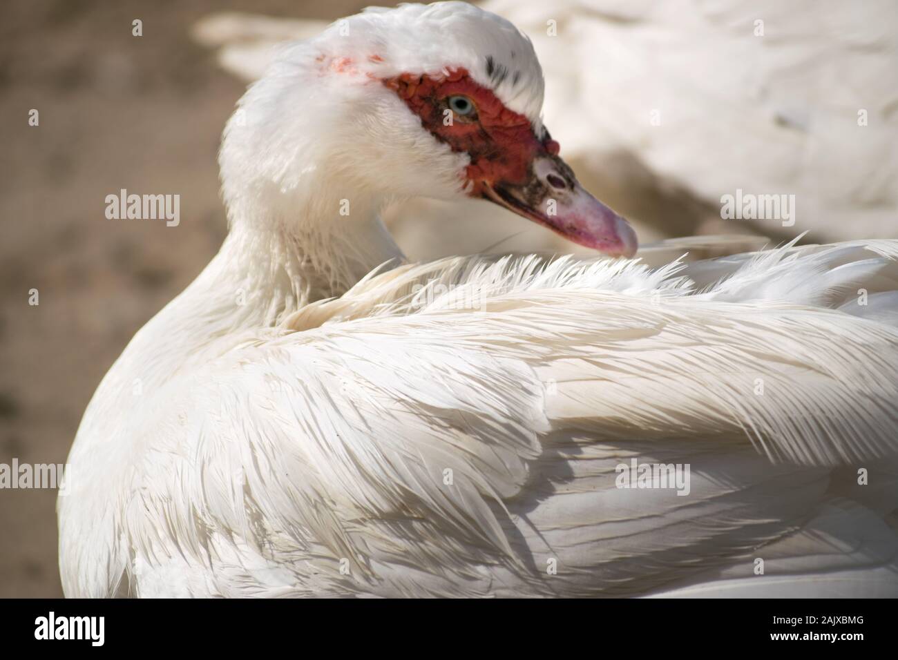 Weiße Federn von der Muscovy Duck Stockfoto