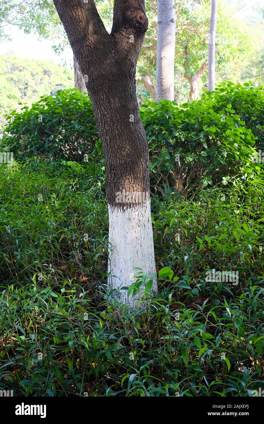 Baumstämme, die im Zhongshan Park, Xiamen (Amoy), China, weiß gestrichen wurden. Stockfoto