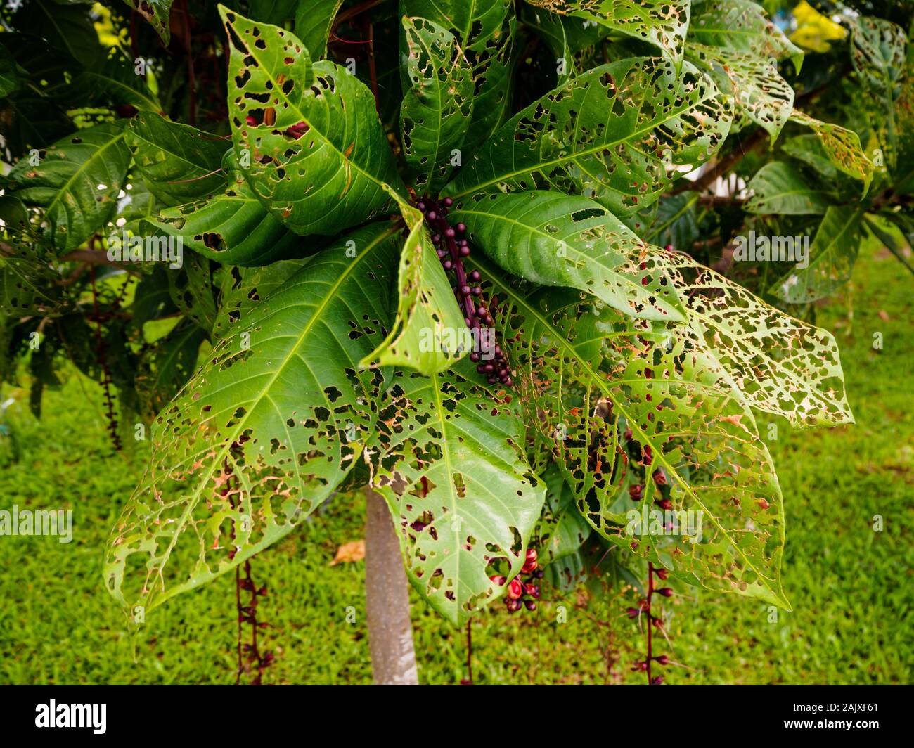 Pflanze mit Blättern gespickt mit mehreren Bohrungen. Die Blätter haben gegessen worden / von Raupen/Würmer/Schädlinge beschädigt. Stockfoto
