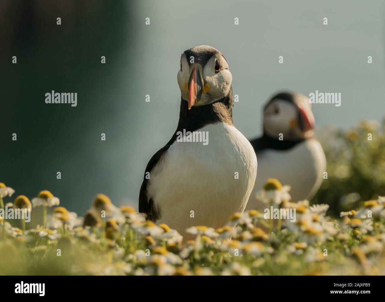 Atlantic Papageientaucher, Wales, Großbritannien Stockfoto