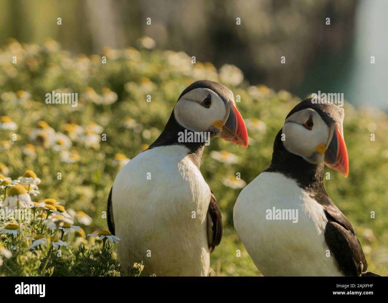 Atlantic Papageientaucher, Wales, Großbritannien Stockfoto