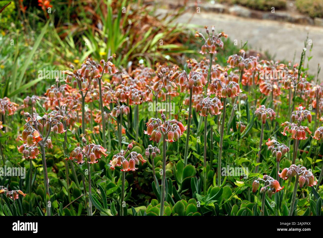 Keimblatt orbiculata, die gemeinhin als schweinsohren oder rund - Blätterte Nabel - Würze in Kirstenbosch National Botanical Garden, Cape Town, Südafrika. Stockfoto