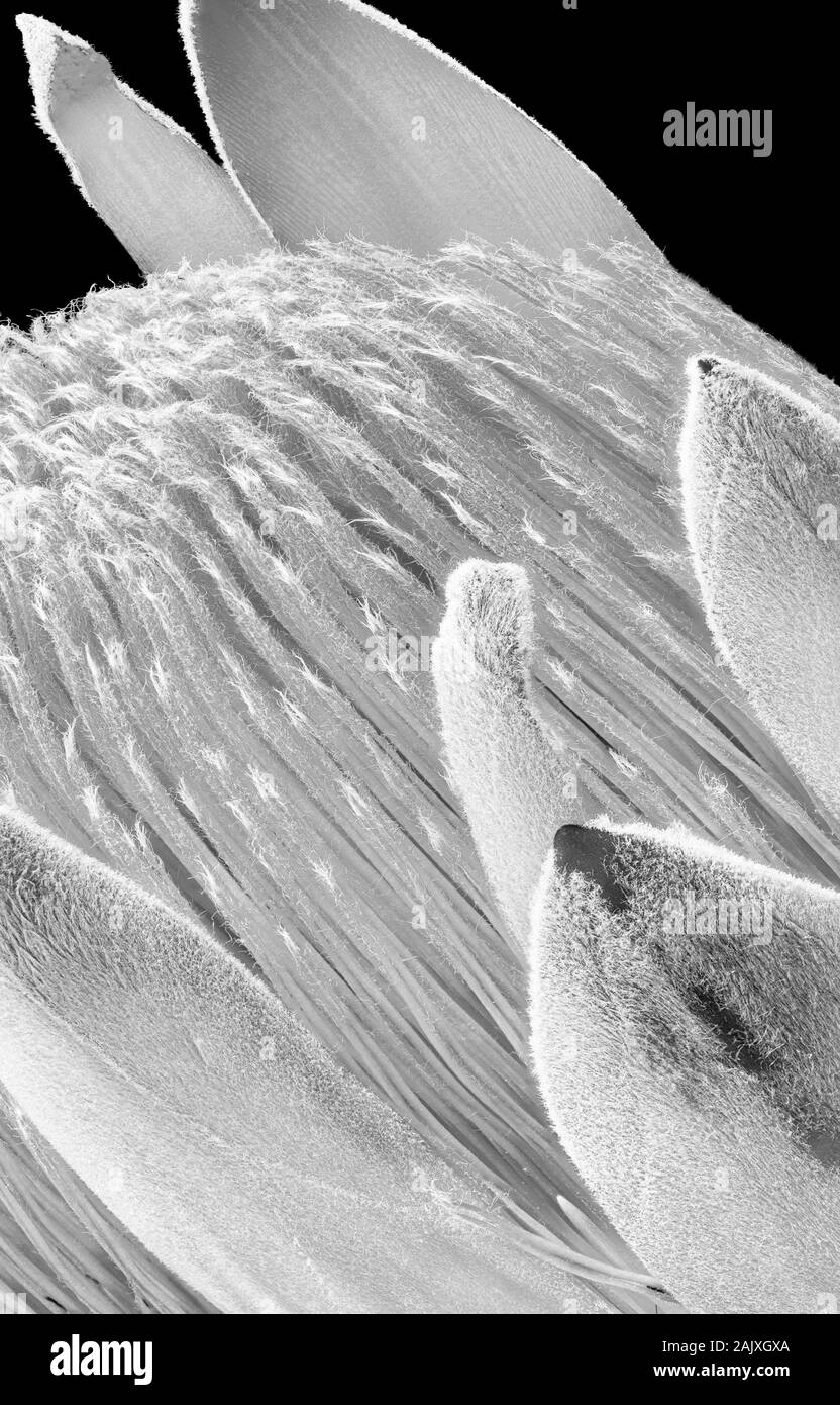 Monohcrome Herz eines weißen Protea Blüten auf schwarzem Hintergrund, Makro stack Schuß von 38 Bilder Stockfoto
