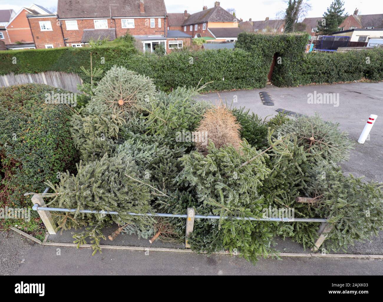 Entsorgte Weihnachtsbäume an eine Sammelstelle in einen Parkplatz in Bray, Berkshire. Die Royal Borough of Windsor und Maidenhead Rat eingerichtet sind, Entfernen, Vernichten und Sie Kompost, bevor Sie sind und in den Boden Klimaanlage eingeschaltet. Stockfoto