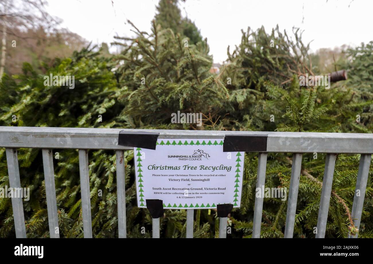 Entsorgte Weihnachtsbäume an eine Sammelstelle in einen Parkplatz in Sunninghill Berkshire. Die Royal Borough of Windsor und Maidenhead Rat eingerichtet sind, Entfernen, Vernichten und Sie Kompost, bevor Sie sind und in den Boden Klimaanlage eingeschaltet. Stockfoto