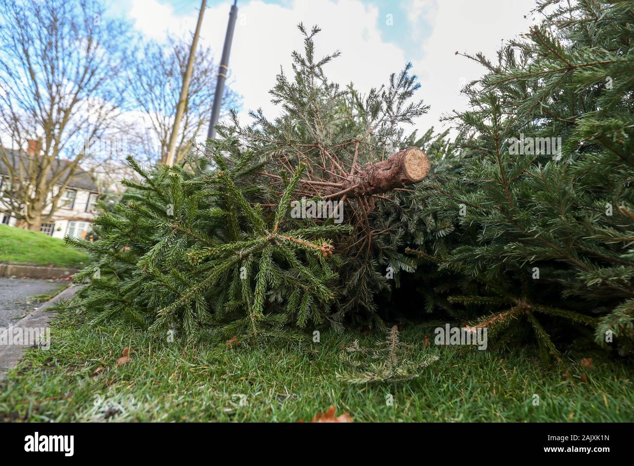 Entsorgte Weihnachtsbäume an eine Sammelstelle in einen Parkplatz in Bray, Berkshire. Die Royal Borough of Windsor und Maidenhead Rat eingerichtet sind, Entfernen, Vernichten und Sie Kompost, bevor Sie sind und in den Boden Klimaanlage eingeschaltet. Stockfoto