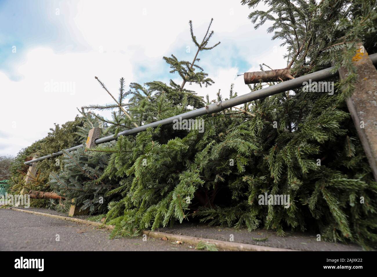 Entsorgte Weihnachtsbäume an eine Sammelstelle in einen Parkplatz in Bray, Berkshire. Die Royal Borough of Windsor und Maidenhead Rat eingerichtet sind, Entfernen, Vernichten und Sie Kompost, bevor Sie sind und in den Boden Klimaanlage eingeschaltet. Stockfoto