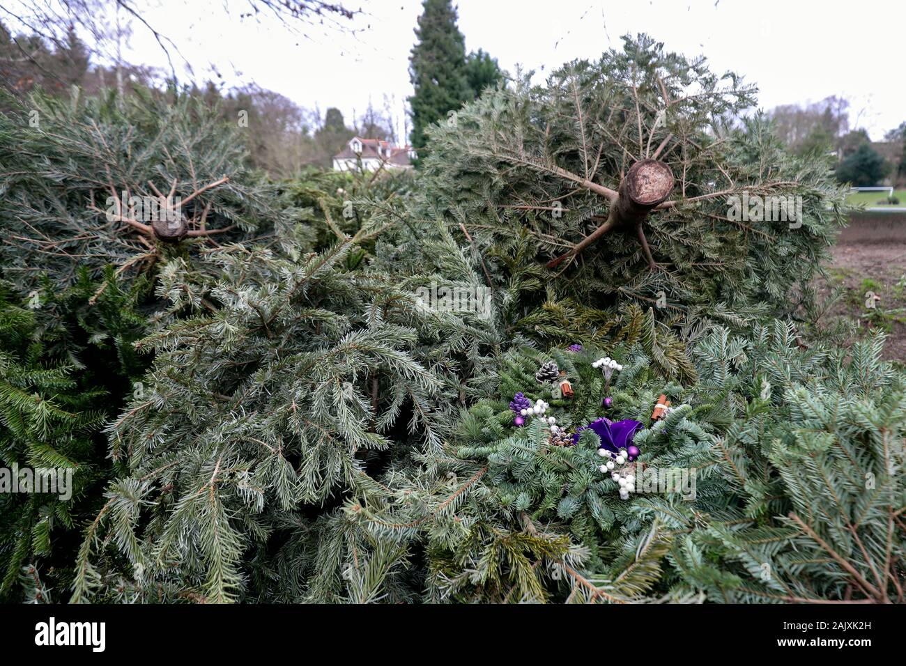 Entsorgte Weihnachtsbäume an eine Sammelstelle in einen Parkplatz in Sunninghill Berkshire. Die Royal Borough of Windsor und Maidenhead Rat eingerichtet sind, Entfernen, Vernichten und Sie Kompost, bevor Sie sind und in den Boden Klimaanlage eingeschaltet. Stockfoto