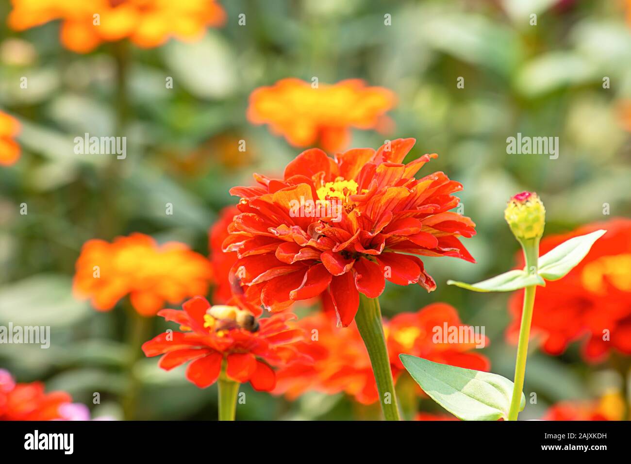 Orange Zinnia helle Farben locken Insekten. Stockfoto