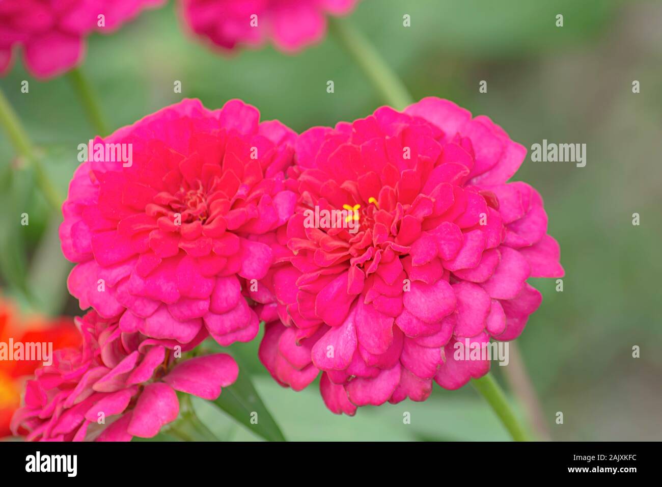 Rosa Zinnia helle Farben locken Insekten. Stockfoto