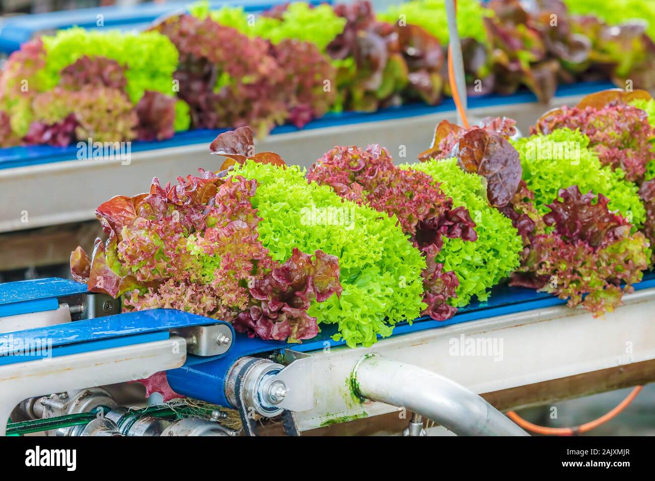 Transportband mit frischen Lollo Rosso Salat in einem Holländischen Gewächshaus Stockfoto