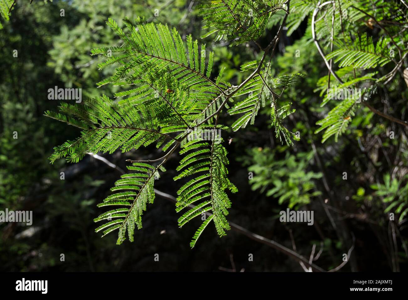 Invasive Baumarten im Minho Portugal Stockfoto