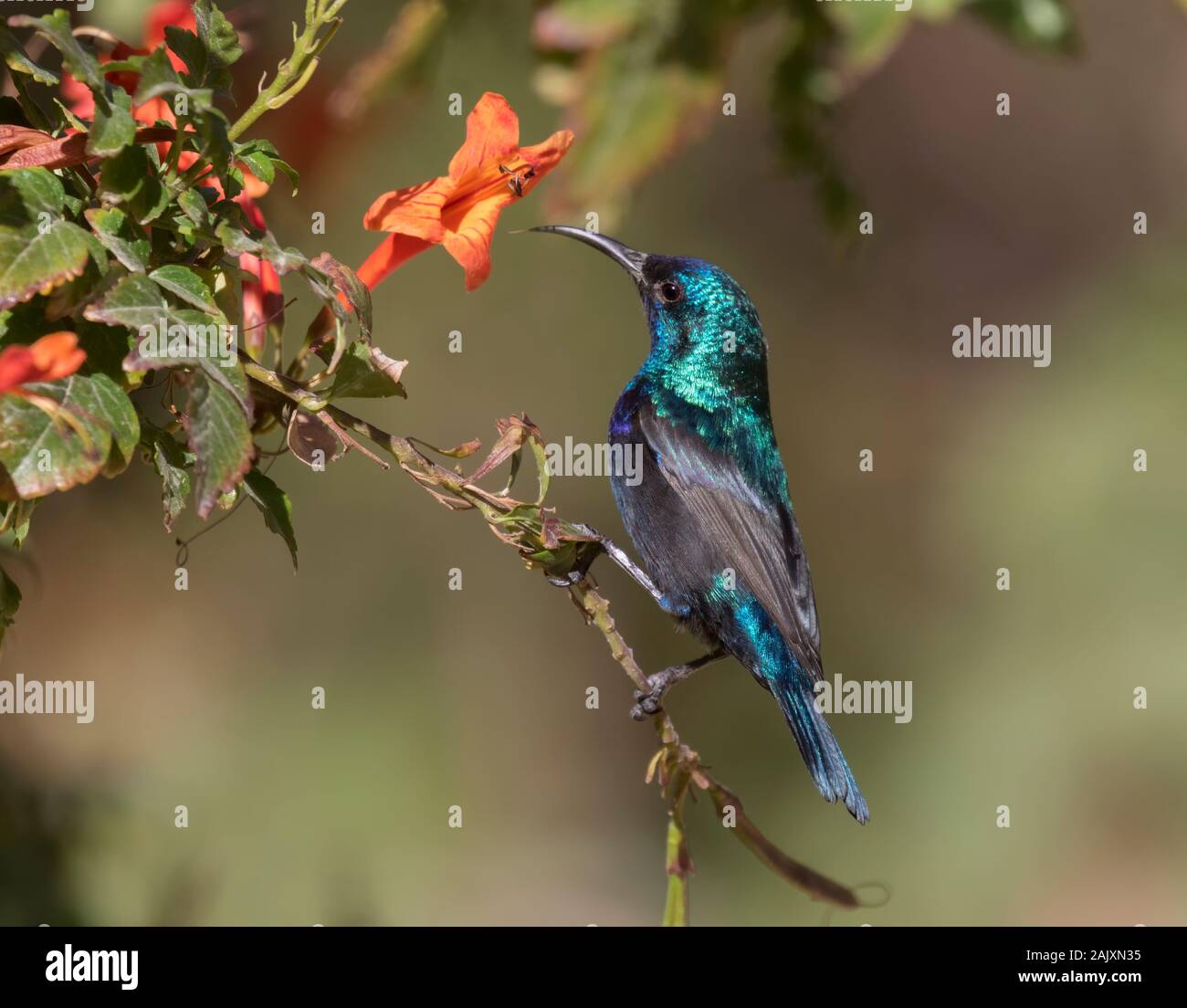 Die Palästina sunbird (Cinnyris osea), männlich, Fütterung auf Blumen im Park, Beer Sheva, Israel Stockfoto