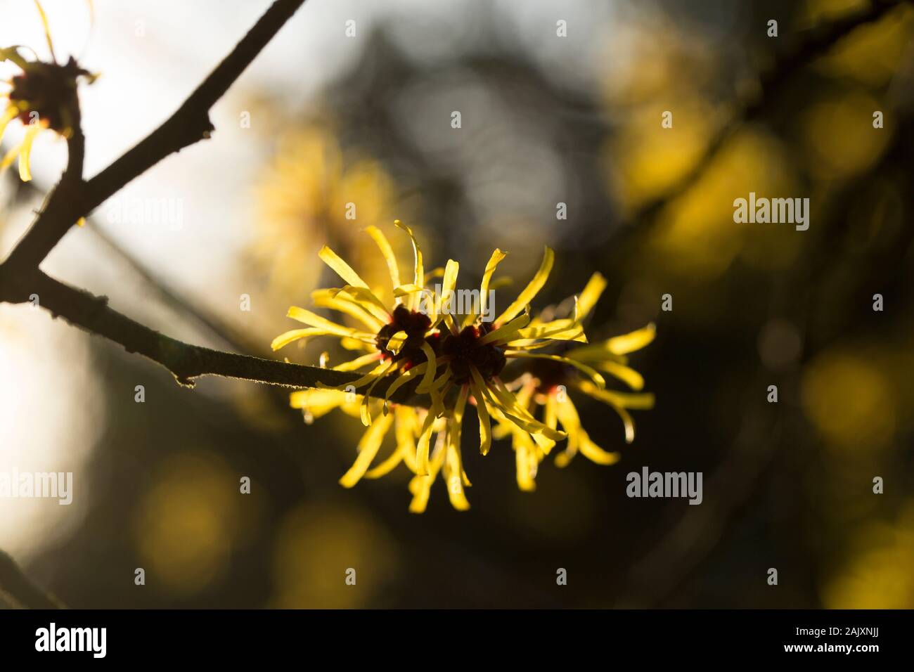 Blumen Zaubernuss, Hamamelis Mollis, im Januar in einem Garten in Lancashire, North West England UK GB Stockfoto