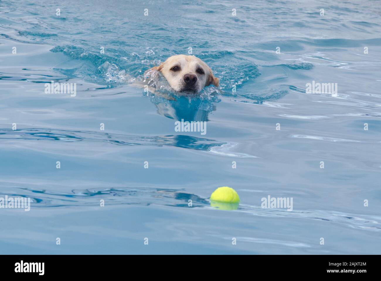 Goldenes Labrador schwimmend für seinen Ball in einem Schwimmbad. Stockfoto