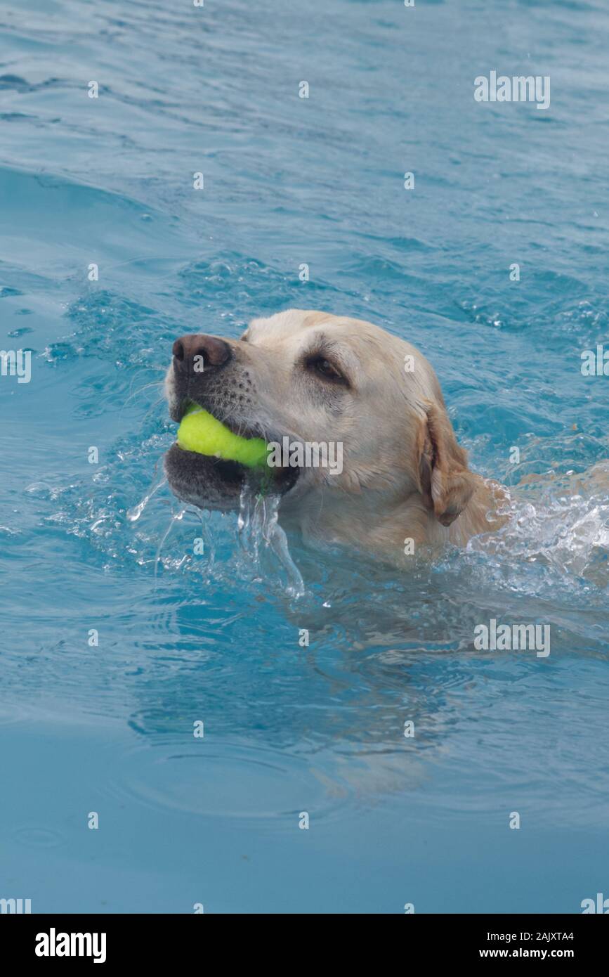 Goldenes Labrador schwimmend für seinen Ball in einem Schwimmbad. Stockfoto