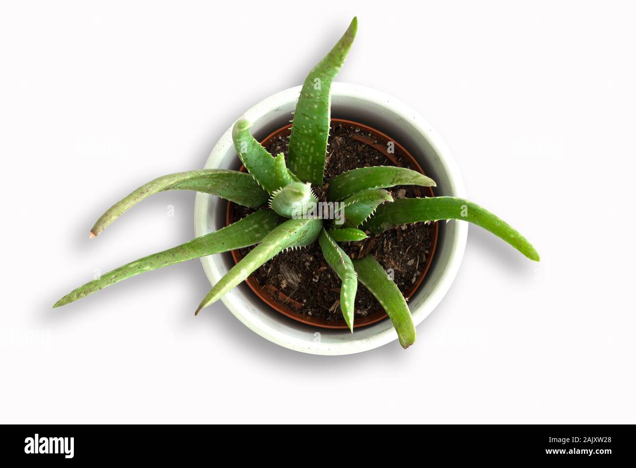 Blick von oben auf die eingemachten Aloe Vera Pflanze auf weißem Hintergrund Stockfoto