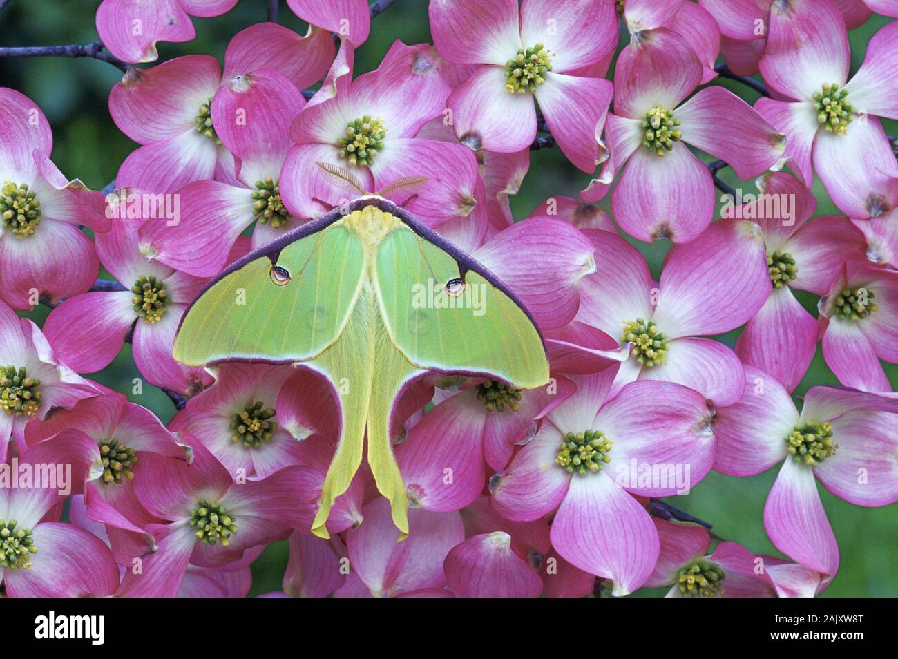 Luna Moth (Actias Luna) auf rosa blühende Hartriegel. John J. Tyler Arboretum, Delaware County, Pennsylvania, Frühling. Stockfoto