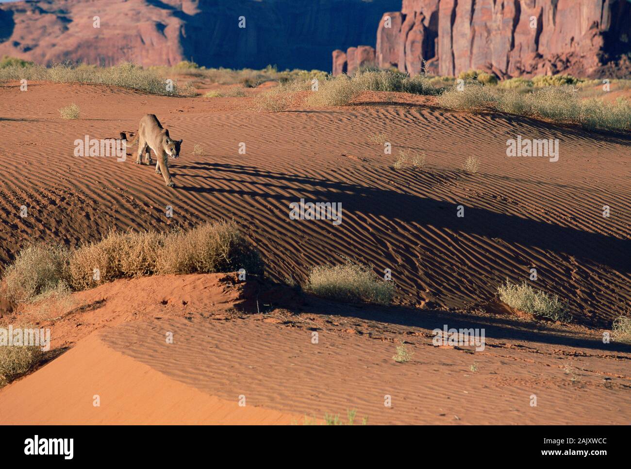 Mountain Lion zu Fuß auf rotem Sand im Monument Valley, Arizona. Stockfoto