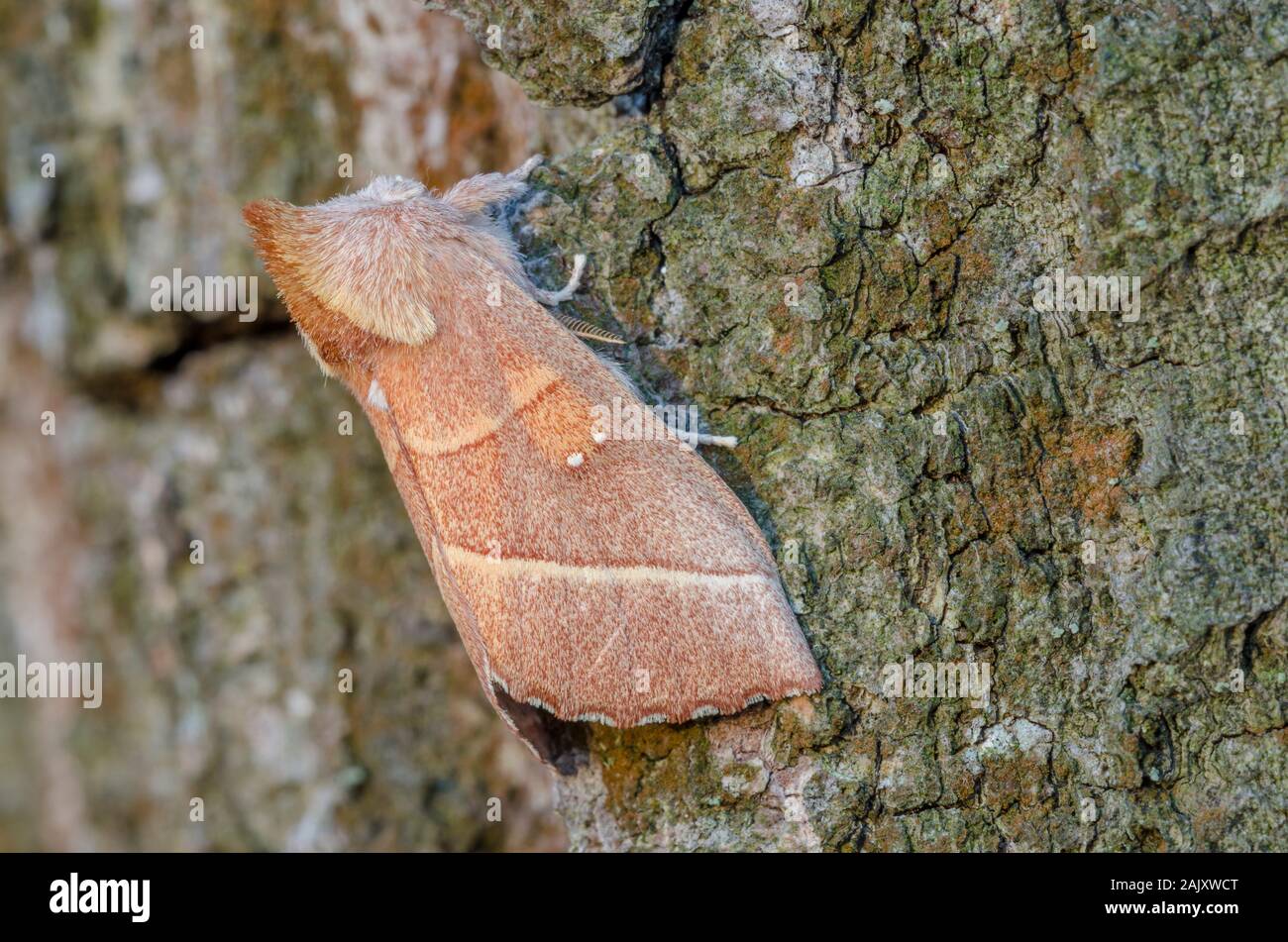 Weiß gepunkteten Prominente (Nadata gibbosa) Erwachsenen ruht auf Kastanie Eiche. Weiser State Forest, Pennsylvania, Frühling. Stockfoto