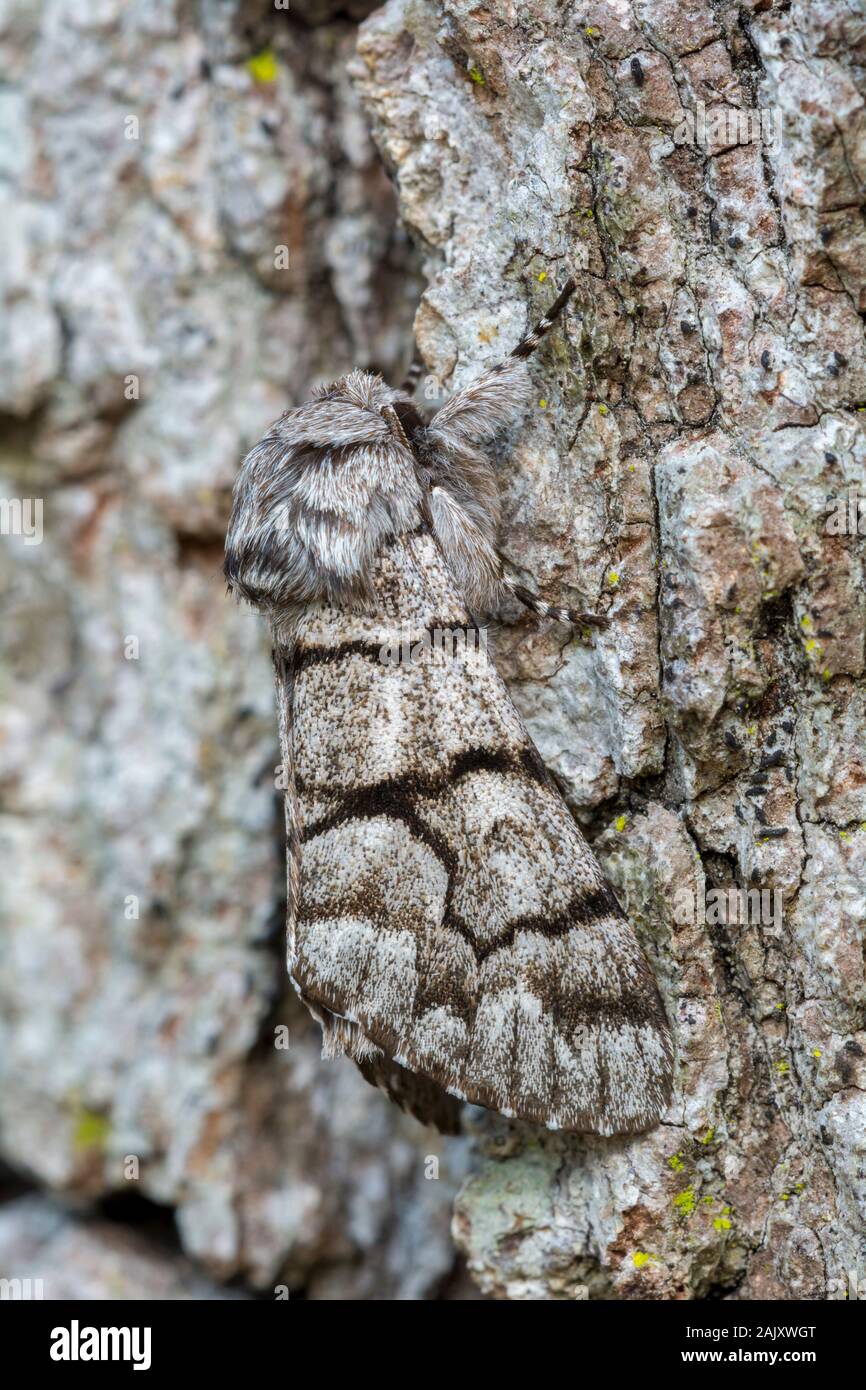 Östlichen Panthea (Panthea furcilla) Erwachsene auf die Kastanie, Eiche. Weiser State Forest, Pennsylvania, Frühling. Stockfoto