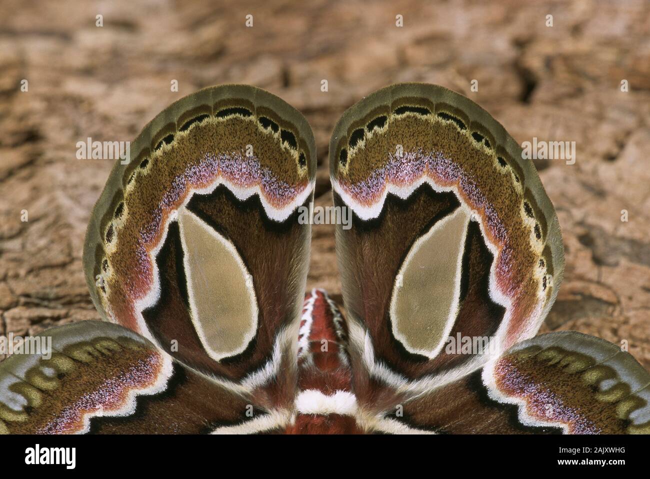 Saturnid Rothschildia extensa eine Motte in Argentinien und Brasilien gefunden. Nach Ruhe mit Flügeln mit Hyalinem Flügel Windows. Stockfoto