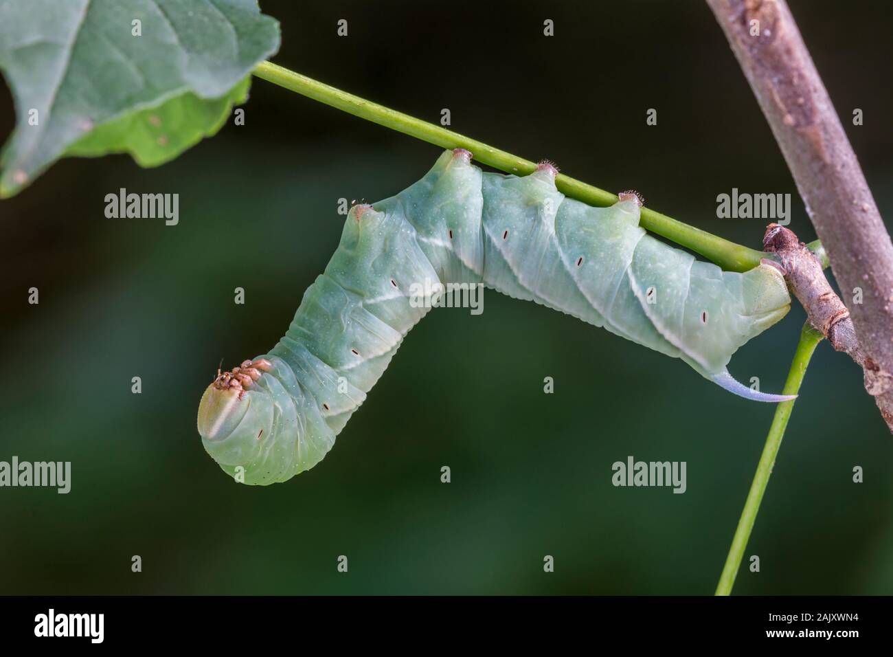 Große Esche Sphinx Moth (Sphinx chersis) 4. instar Caterpillar auf weiße Asche. Ferncliff Wildflower und Wildlife Preserve, Pennsylvania, Sommer. Stockfoto