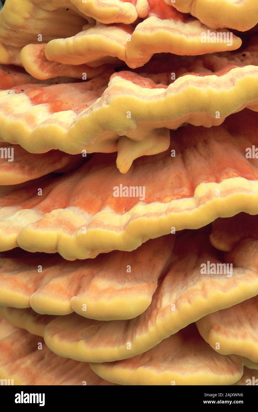 Schwefel Polypore (Laetiporus sulfureus) Ferncliff Wildflower und Wildlife Preserve, Lancaster County, Pennsylvania, Sommer. Stockfoto