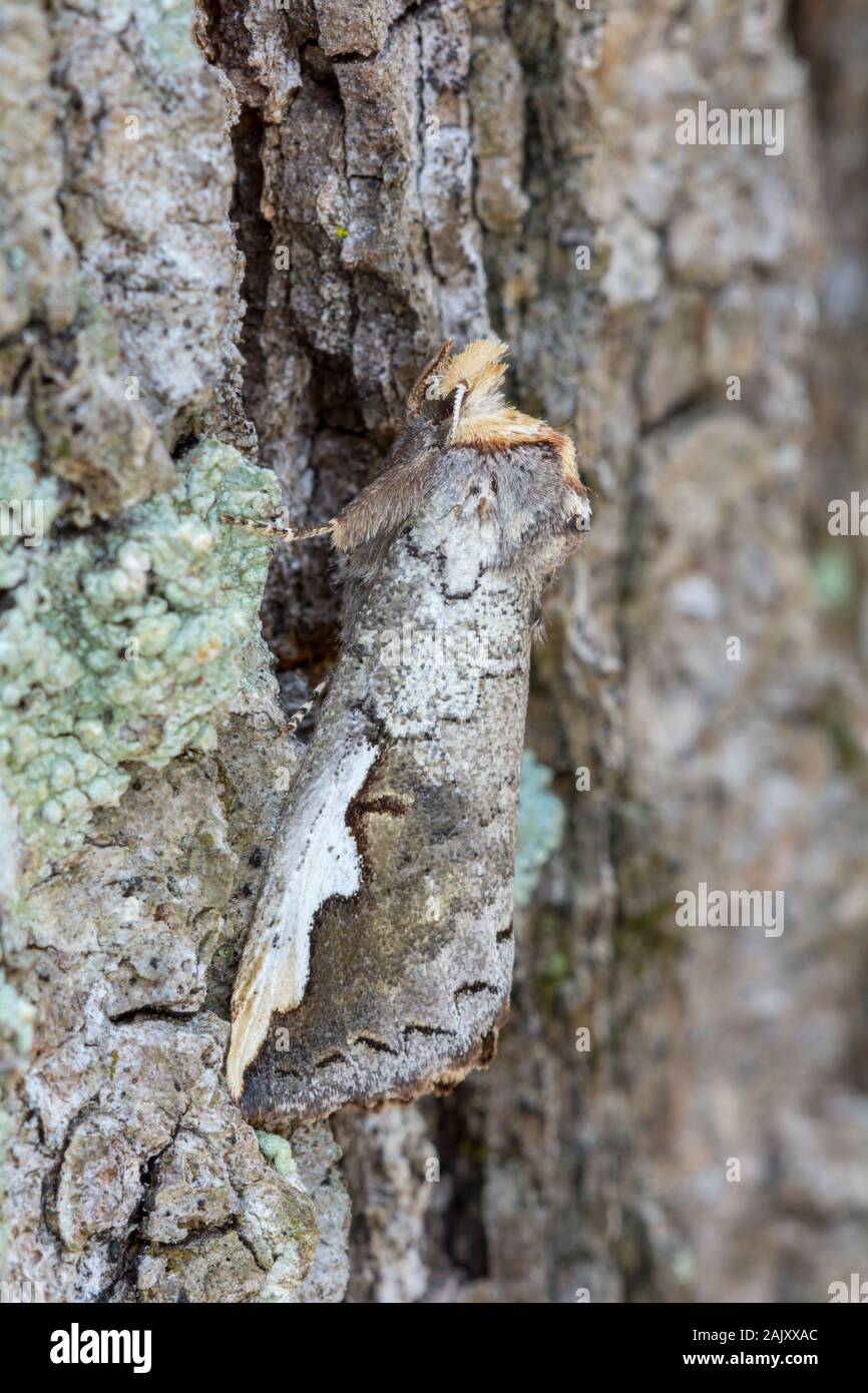 Unter Prominenten (Symmerista Albifrons) Motte auf Chestnut Eiche getarnt. Weiser State Forest, Pennsylvania, Frühling. Stockfoto