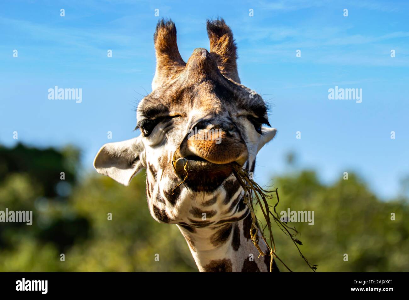 Northern Giraffe Stockfoto