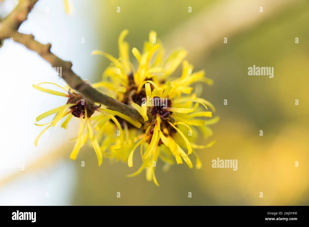 Blumen Zaubernuss, Hamamelis Mollis, im Januar in einem Garten in Lancashire, North West England UK GB Stockfoto