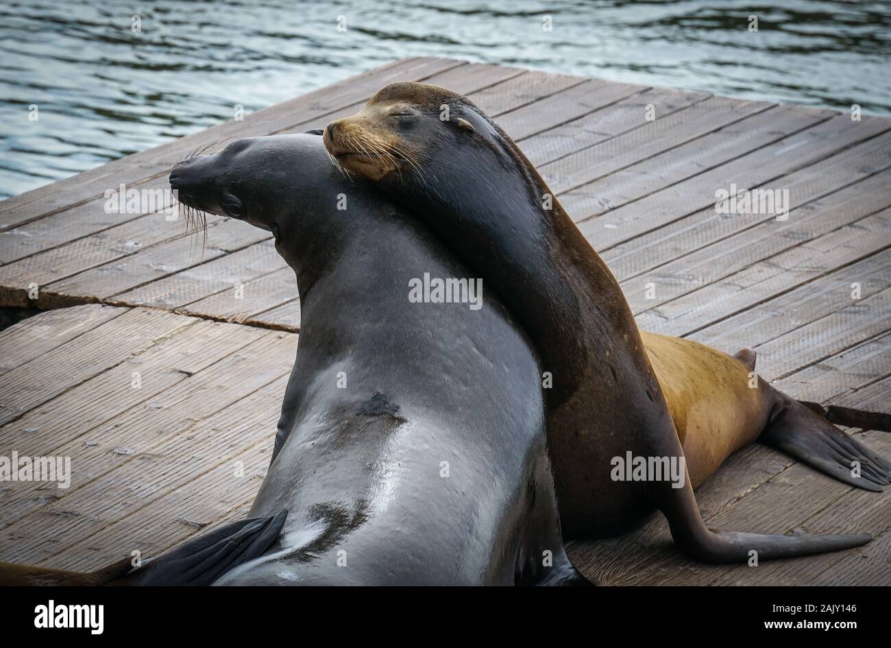 Seelöwen in San Francisco Stockfoto