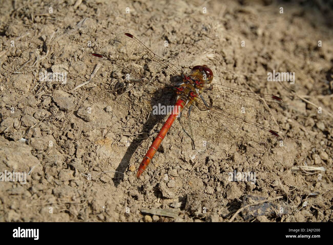 Gemeinsame Darter männlichen Sympetrum striolatum, Launde Abtei Leicestershire. Stockfoto
