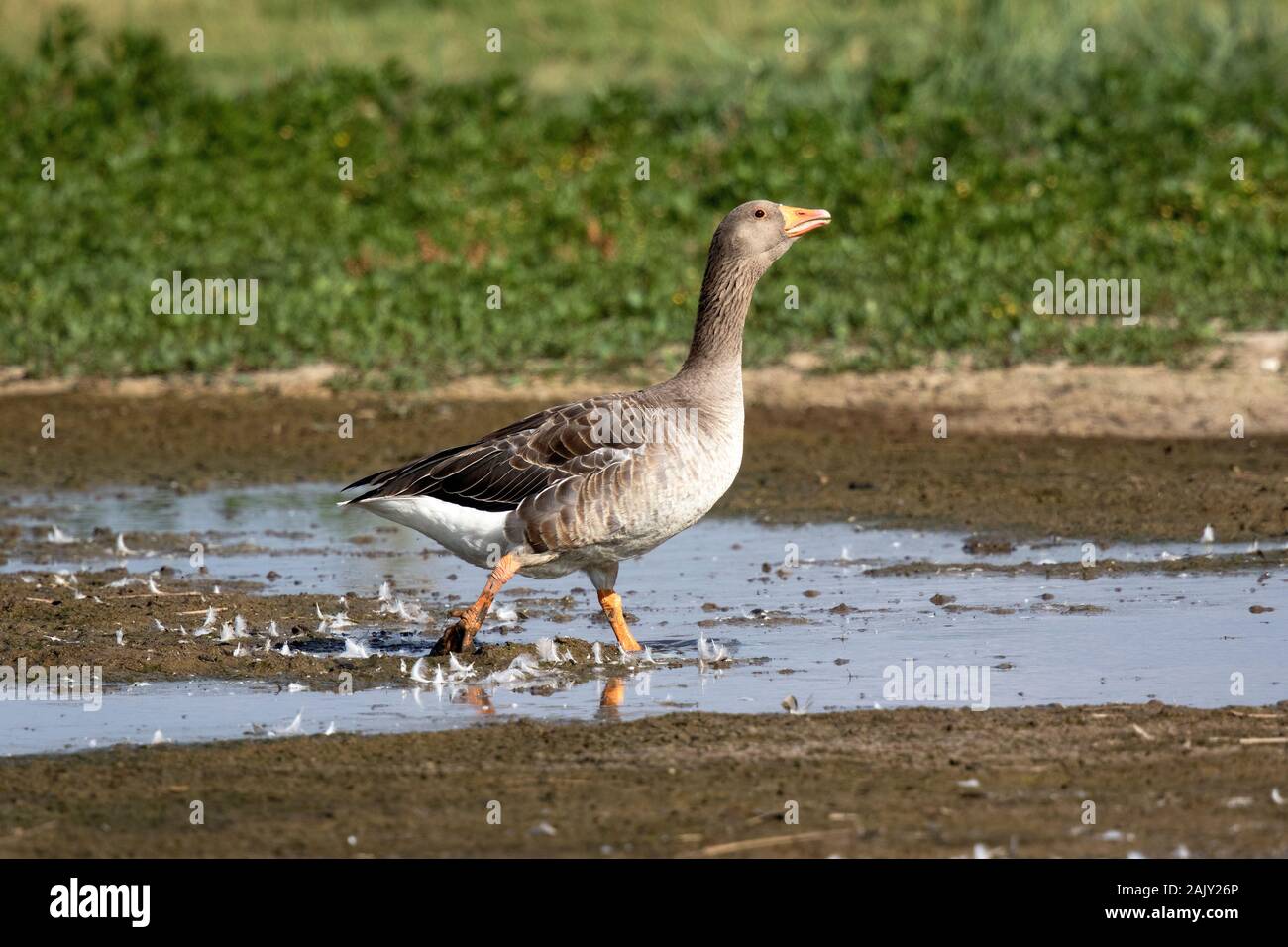 Graugans gehen auf Schlamm, Deepdale Marsh Norfolk Stockfoto