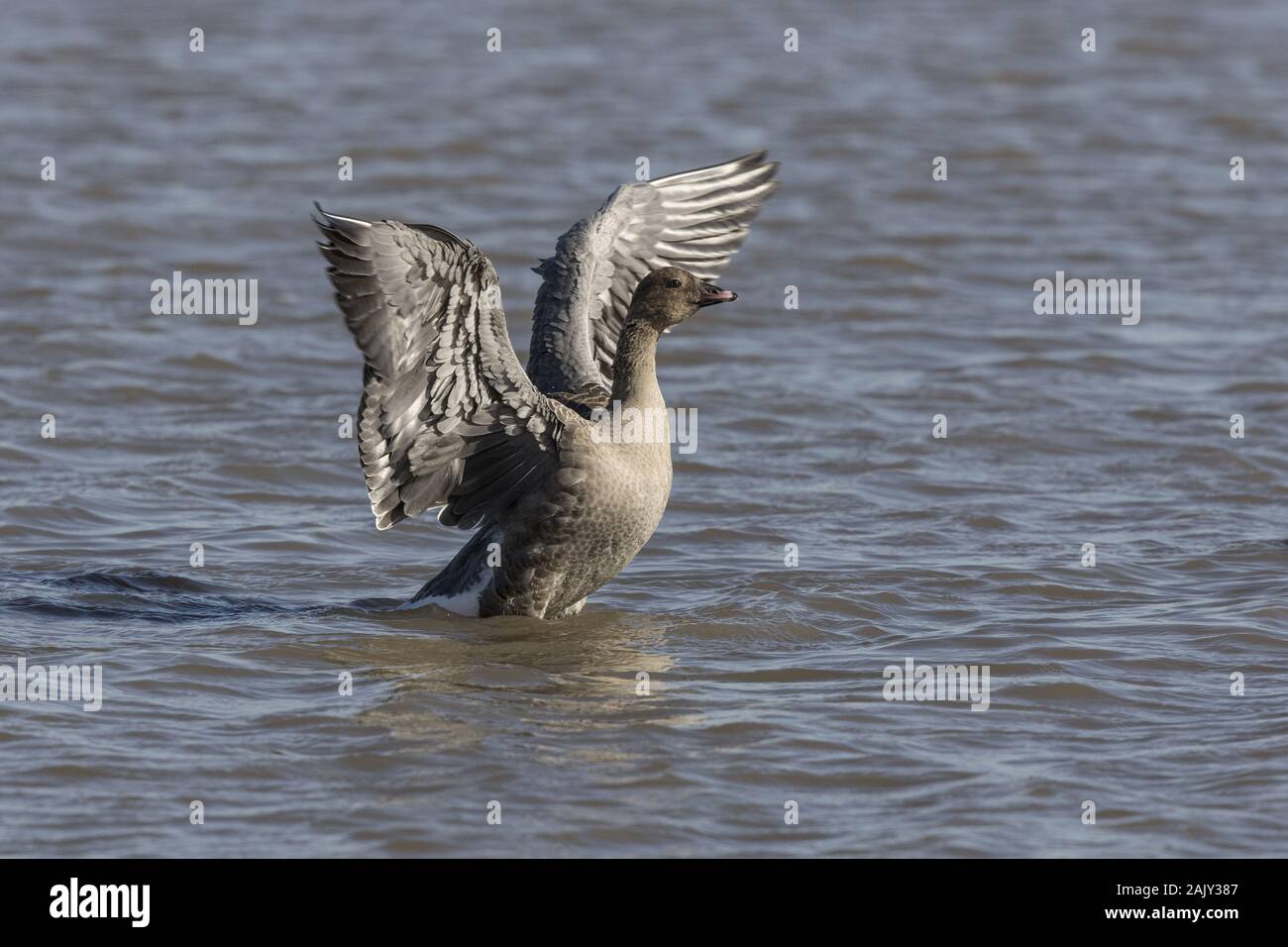 Rosa footed Goose, im Deepdale Marsh waschen in frischem Wasser. Norfolk Stockfoto