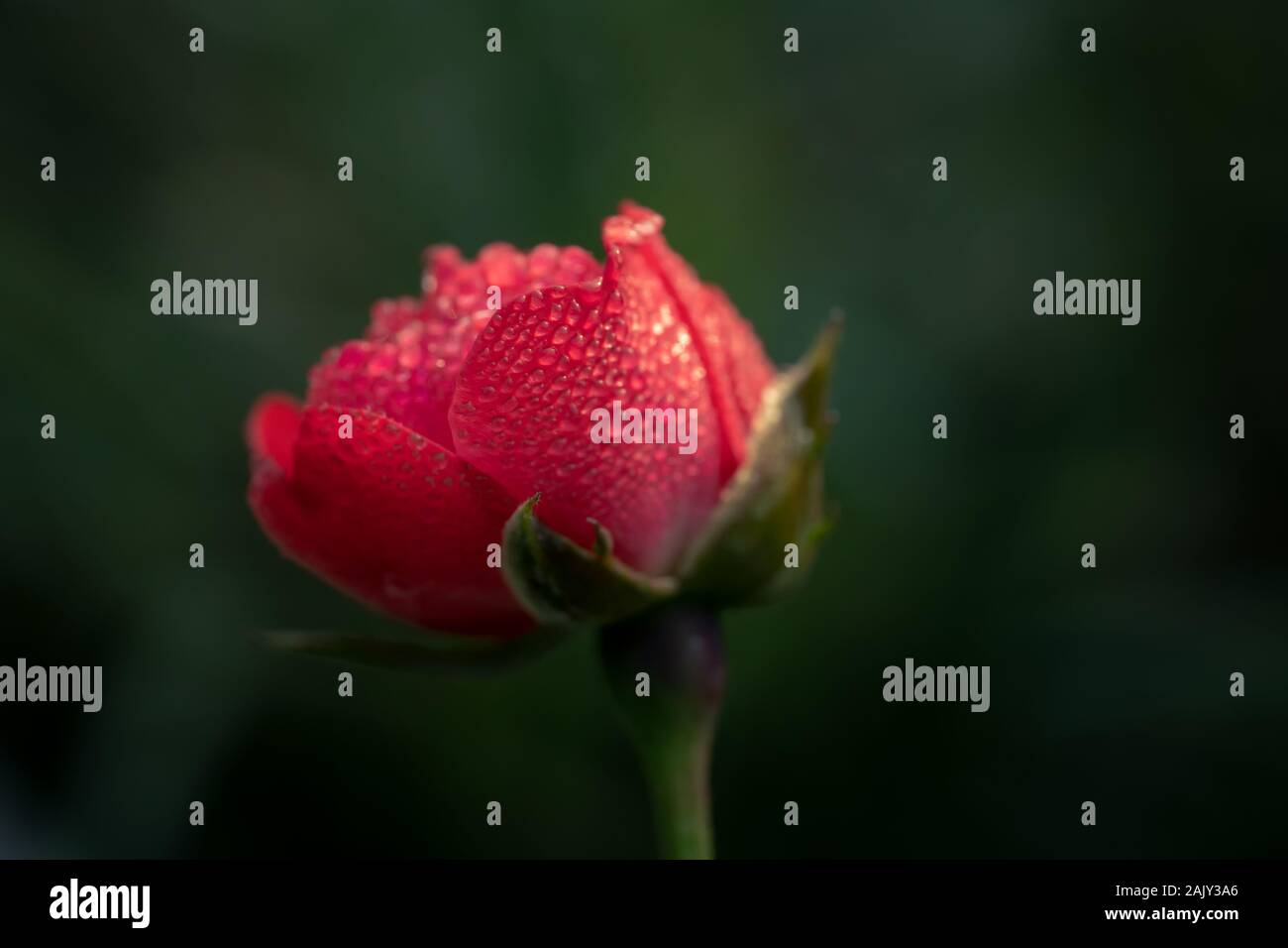 Einen isolierten roten rose bud über mit Tautropfen in unscharfer Garten Hintergrund zu blühen Stockfoto