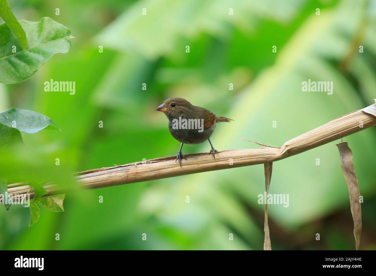 Hellbrauner und grauer Moisson (weiblicher) Tropenbird thront auf einem ausgetrockneten Bananenblatt mit einem ausgeblichenen grünen Hintergrund von lebhaften Bananenblättern Stockfoto