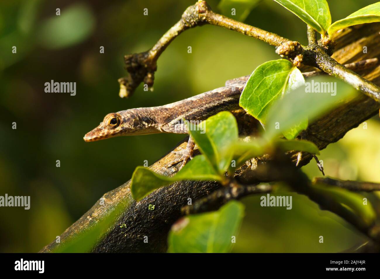 Niedliche braune tropische Eidechse mit Schwanz aus dem Blickfeld hinter Acerola-Blättern Stockfoto